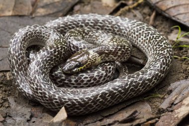 Doğulu kurt yılanı (Lycodon capucinus) tropikal ormanda bulunur ama kurt yılan zehirli değildir, saklanır.