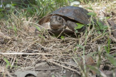 Asya yaprak kaplumbağası (Bisiklet Dentata)