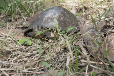 Asya yaprak kaplumbağası (Bisiklet Dentata)