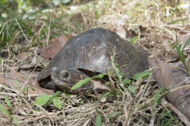 Asya yaprak kaplumbağası (Bisiklet Dentata)