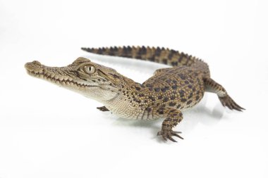 Beyaz arka planda izole edilmiş yavru bir tuzlu su timsahı (Crocodylus porosus).
