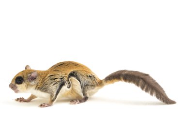 Java uçan sincabı (Iomys horsfieldii), Sciuridae familyasından bir kemirgen türüdür. Endonezya, Malezya ve Singapur 'da bulunur. Beyaz arkaplanda izole