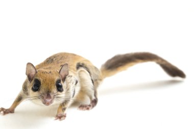 Java uçan sincabı (Iomys horsfieldii), Sciuridae familyasından bir kemirgen türüdür. Endonezya, Malezya ve Singapur 'da bulunur. Beyaz arkaplanda izole