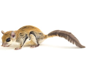 The Javanese flying squirrel (Iomys horsfieldii) is a species of rodent in the family Sciuridae. It is found in Indonesia, Malaysia, and Singapore. Isolated on white background clipart
