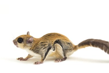 Java uçan sincabı (Iomys horsfieldii), Sciuridae familyasından bir kemirgen türüdür. Endonezya, Malezya ve Singapur 'da bulunur. Beyaz arkaplanda izole