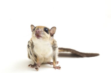 Java uçan sincabı (Iomys horsfieldii), Sciuridae familyasından bir kemirgen türüdür. Endonezya, Malezya ve Singapur 'da bulunur. Beyaz arkaplanda izole