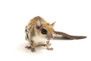 Java uçan sincabı (Iomys horsfieldii), Sciuridae familyasından bir kemirgen türüdür. Endonezya, Malezya ve Singapur 'da bulunur. Beyaz arkaplanda izole