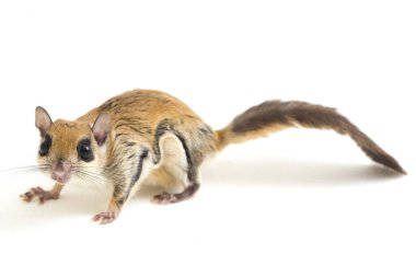 Java uçan sincabı (Iomys horsfieldii), Sciuridae familyasından bir kemirgen türüdür. Endonezya, Malezya ve Singapur 'da bulunur. Beyaz arkaplanda izole