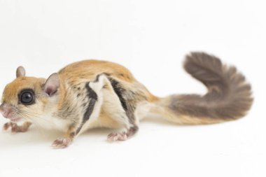 Java uçan sincabı (Iomys horsfieldii), Sciuridae familyasından bir kemirgen türüdür. Endonezya, Malezya ve Singapur 'da bulunur. Beyaz arkaplanda izole