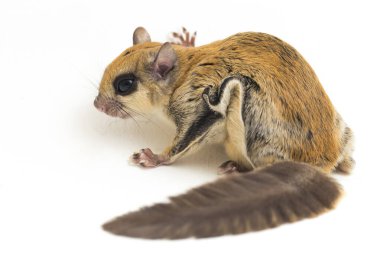 Java uçan sincabı (Iomys horsfieldii), Sciuridae familyasından bir kemirgen türüdür. Endonezya, Malezya ve Singapur 'da bulunur. Beyaz arkaplanda izole