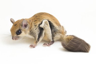 Java uçan sincabı (Iomys horsfieldii), Sciuridae familyasından bir kemirgen türüdür. Endonezya, Malezya ve Singapur 'da bulunur. Beyaz arkaplanda izole