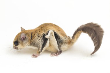 Java uçan sincabı (Iomys horsfieldii), Sciuridae familyasından bir kemirgen türüdür. Endonezya, Malezya ve Singapur 'da bulunur. Beyaz arkaplanda izole