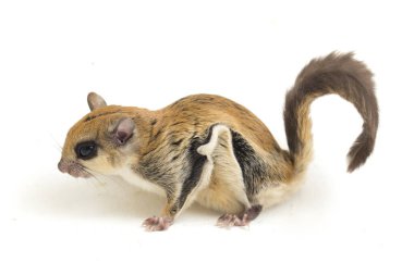 Java uçan sincabı (Iomys horsfieldii), Sciuridae familyasından bir kemirgen türüdür. Endonezya, Malezya ve Singapur 'da bulunur. Beyaz arkaplanda izole