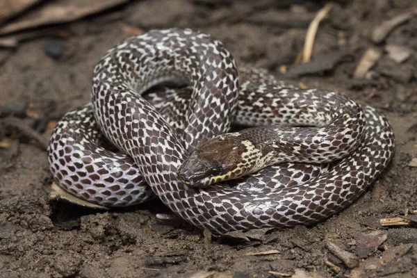 Восточная Волчья Змея Lycodon Capucinus Найдена Тропическом Лесу Волчья Змея — стоковое фото