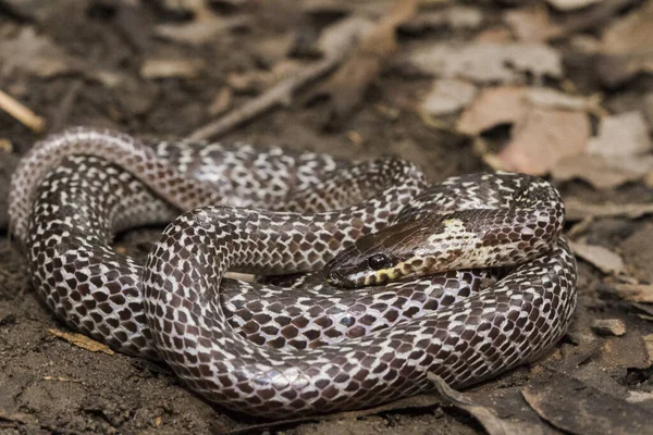 熱帯林に生息する東洋のオオカミヘビ Lycodon Capucinus オオカミのヘビは毒ではなく隠れていますが — ストック写真