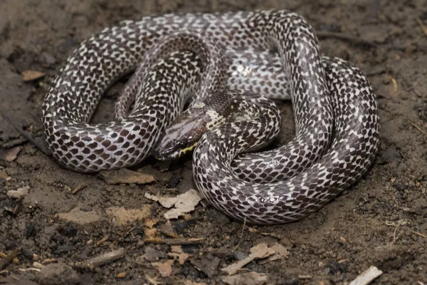 Восточная Волчья Змея Lycodon Capucinus Найдена Тропическом Лесу Волчья Змея — стоковое фото