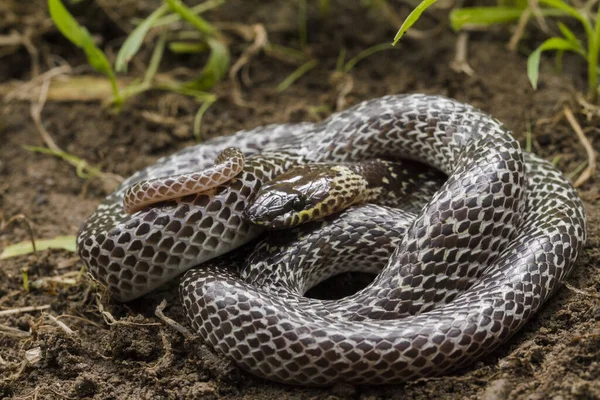 熱帯林に生息する東洋のオオカミヘビ Lycodon Capucinus オオカミのヘビは毒ではなく隠れていますが — ストック写真