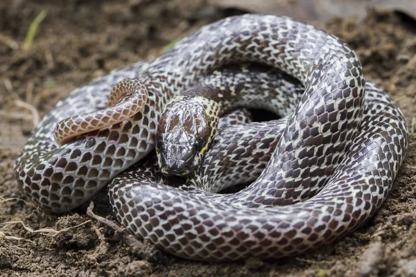 熱帯林に生息する東洋のオオカミヘビ Lycodon Capucinus オオカミのヘビは毒ではなく隠れていますが — ストック写真