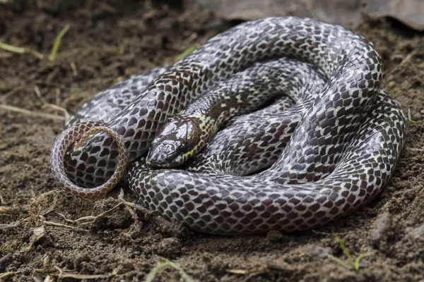 熱帯林に生息する東洋のオオカミヘビ Lycodon Capucinus オオカミのヘビは毒ではなく隠れていますが — ストック写真