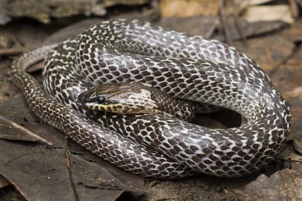 熱帯林に生息する東洋のオオカミヘビ Lycodon Capucinus オオカミのヘビは毒ではなく隠れていますが — ストック写真
