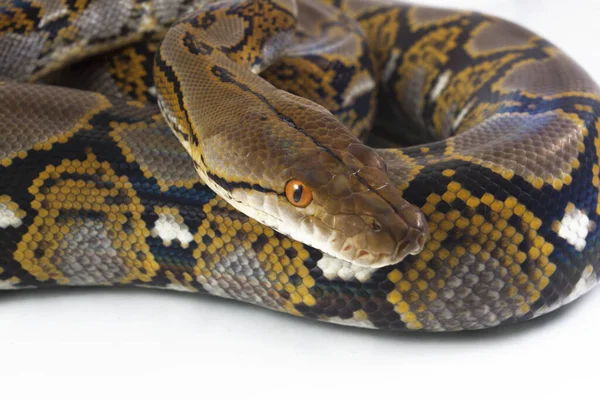 Сетчатый Python Python Reticulatus Изолирован Белом Фоне — стоковое фото