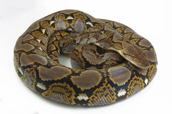 Retikulovaný Python Python Reticulatus Izolovaný Bílém Pozadí — Stock fotografie