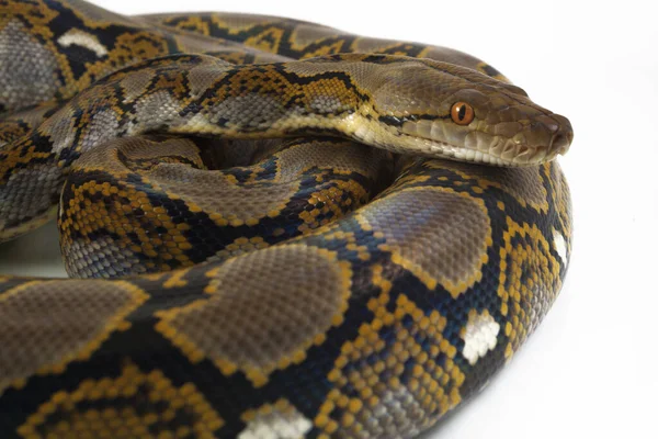 Python Reticulado Python Reticulatus Aislado Sobre Fondo Blanco —  Fotos de Stock