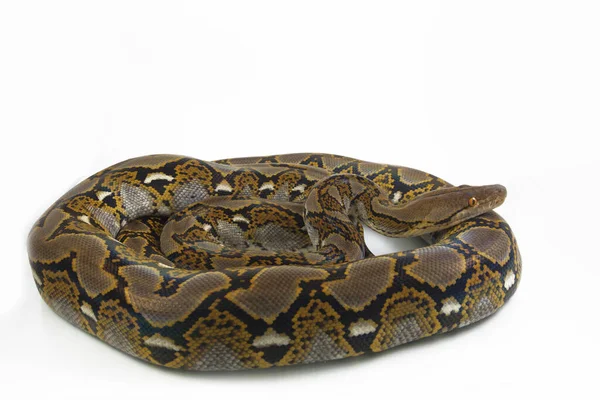 Python Python Reticulatus Yang Diisolasi Pada Latar Belakang Putih — Stok Foto