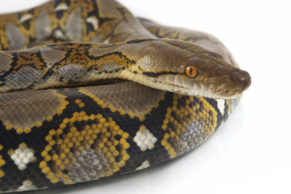 배경에서 Reticulated Python Python Regramatus — 스톡 사진