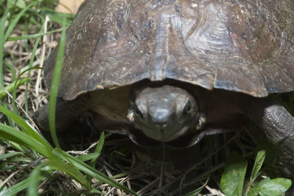 Tortuga Hoja Asiática Cyclemys Dentata —  Fotos de Stock