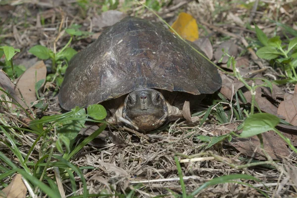 Tortuga Hoja Asiática Cyclemys Dentata —  Fotos de Stock