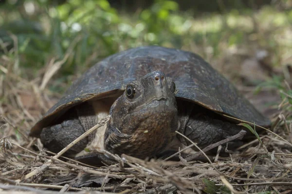 Tortue Feuille Asie Cyclemys Dentata — Photo