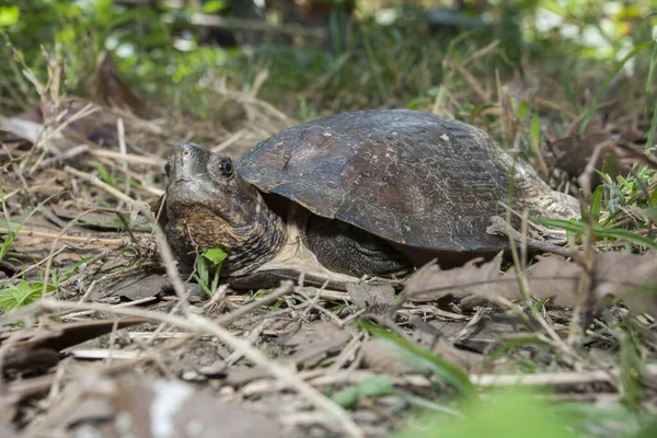 Tortuga Hoja Asiática Cyclemys Dentata —  Fotos de Stock