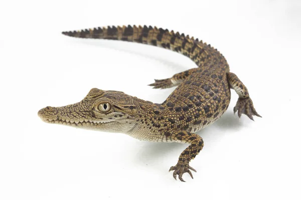 Ένα Μωρό Κροκόδειλος Αλμυρού Νερού Crocodylus Porosus Απομονωμένο Λευκό Φόντο — Φωτογραφία Αρχείου