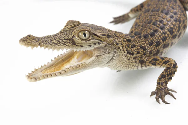 Baba Sós Víz Krokodil Crocodylus Porosus Elszigetelt Fehér Alapon — Stock Fotó