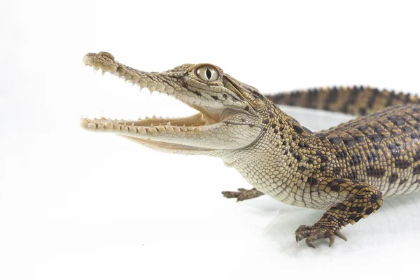 Een Baby Zoutwater Krokodil Crocodylus Porosus Geïsoleerd Witte Achtergrond — Stockfoto