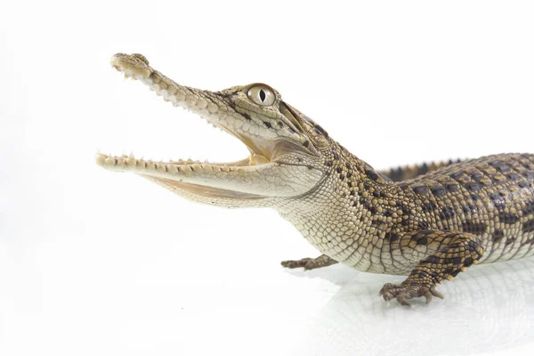 Маленький Морской Крокодил Crocodylus Porosus Белом Фоне — стоковое фото