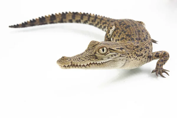 Een Baby Zoutwater Krokodil Crocodylus Porosus Geïsoleerd Witte Achtergrond — Stockfoto