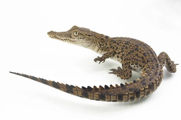 Ein Baby Salzwasserkrokodil Crocodylus Porosus Isoliert Auf Weißem Hintergrund — Stockfoto