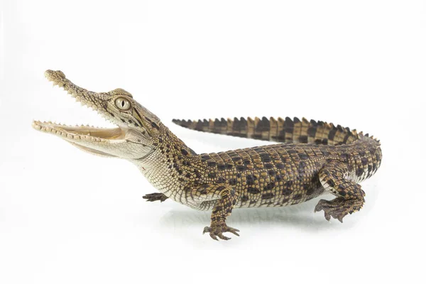Beyaz arka planda izole edilmiş yavru bir tuzlu su timsahı (Crocodylus porosus).