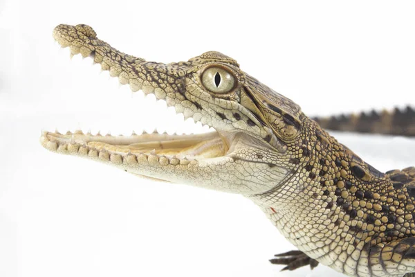 一种在白色背景下分离的盐水鳄鱼宝宝 Crocodylus Porosus — 图库照片