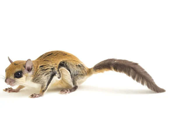 Javanese Flying Squirrel Iomys Horsfieldii Species Rodent Family Sciuridae Found — Stock Photo, Image