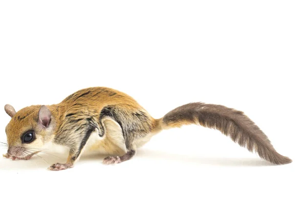 Javanese Flying Squirrel Iomys Horsfieldii Species Rodent Family Sciuridae Found — Stock Photo, Image