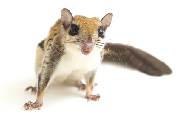 The Javanese flying squirrel (Iomys horsfieldii) is a species of rodent in the family Sciuridae. It is found in Indonesia, Malaysia, and Singapore. Isolated on white background