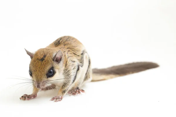 Den Javanesiska Flygekorren Iomys Horsfieldii Gnagare Familjen Sciuridae Den Finns — Stockfoto