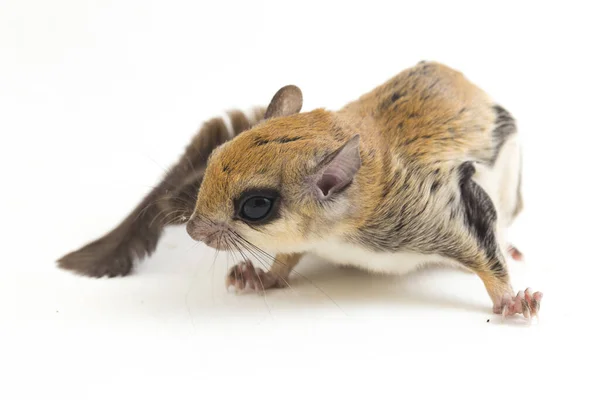 Javanese Flying Squirrel Iomys Horsfieldii Species Rodent Family Sciuridae Found — Stock Photo, Image