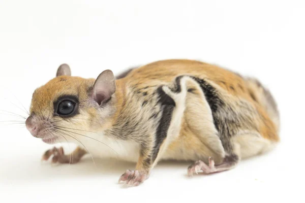 Javanese Flying Squirrel Iomys Horsfieldii Species Rodent Family Sciuridae Found — Stock Photo, Image