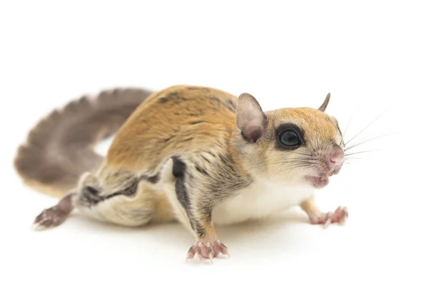 Den Javanesiska Flygekorren Iomys Horsfieldii Gnagare Familjen Sciuridae Den Finns — Stockfoto