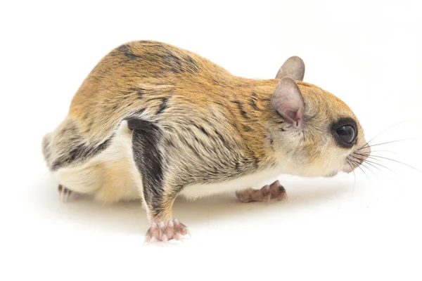 Iomys Horsfieldii Est Une Espèce Rongeurs Famille Des Sciuridae Trouve — Photo