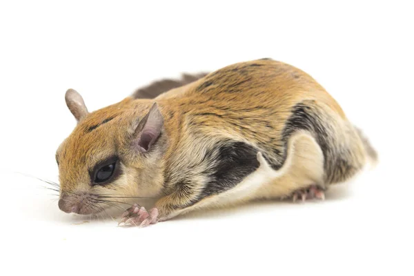 Javanese Flying Squirrel Iomys Horsfieldii Species Rodent Family Sciuridae Found — Stock Photo, Image